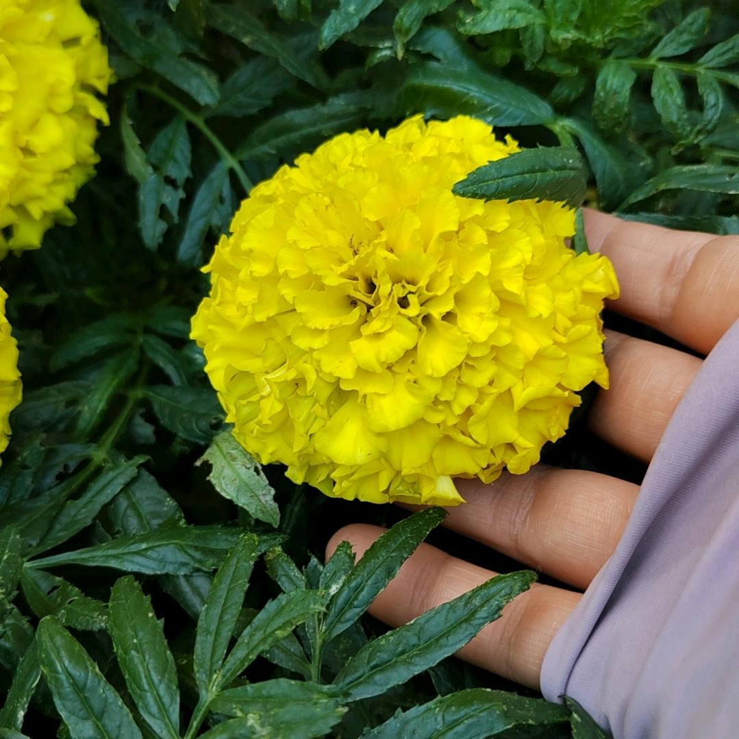 芥末生鱼片