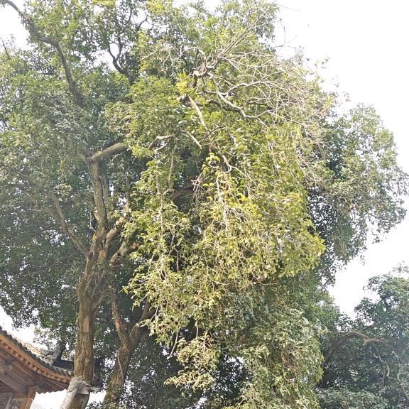 一生一世