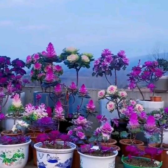 我是花痴，