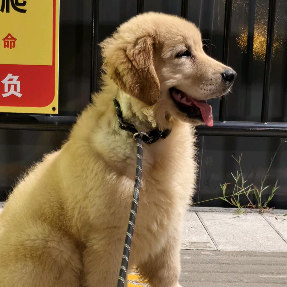 小金毛 嘟嘟 比熊 嗨皮