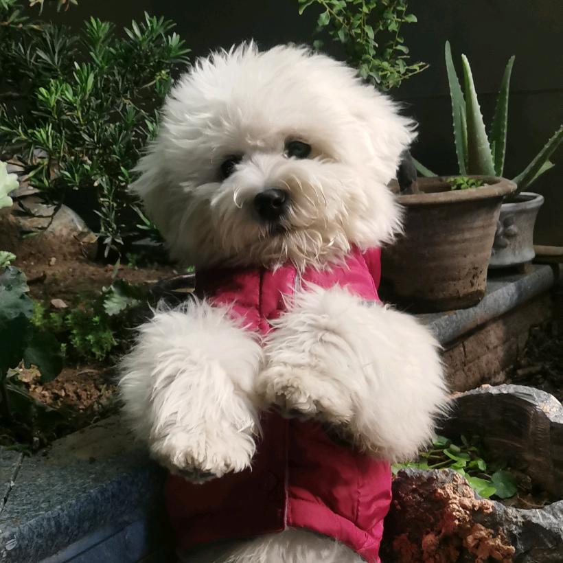 小熊狗四