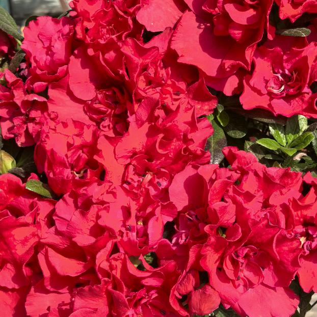 谭大姐（拒绝连赞）