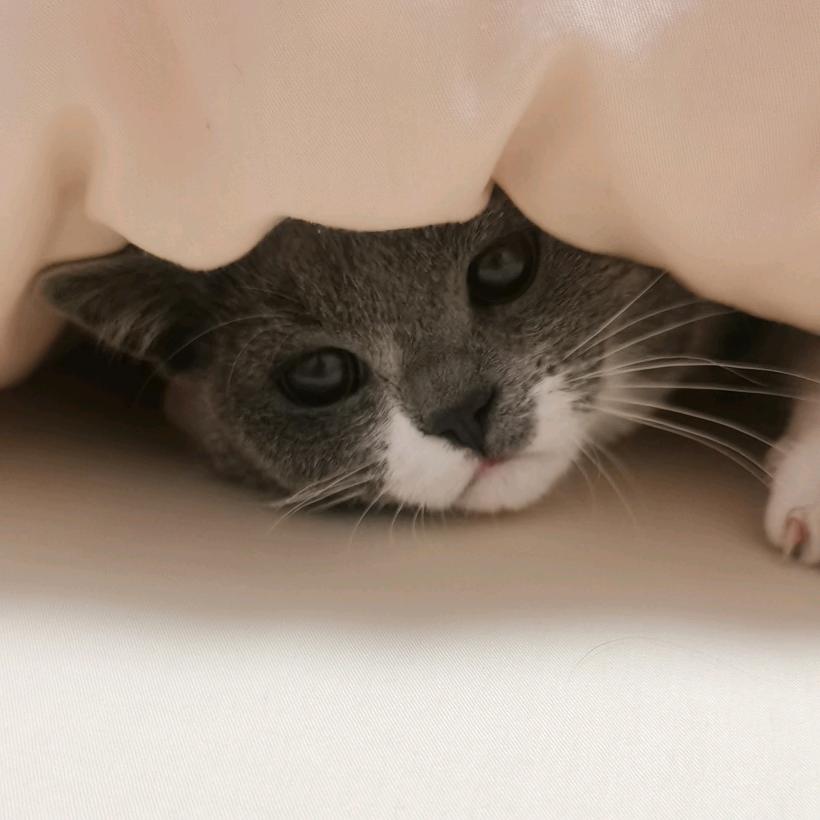 一只猫咪的日常