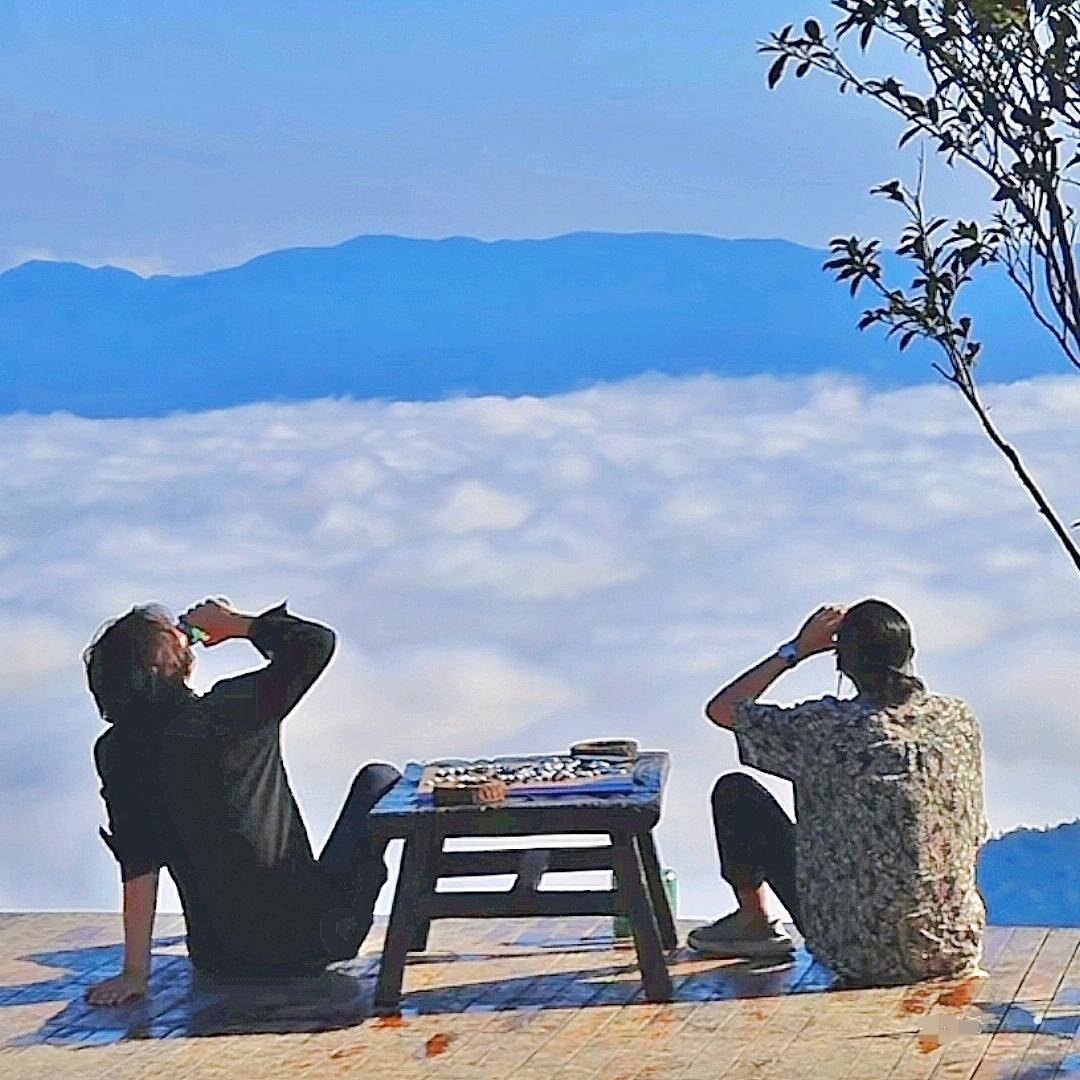 蓝桉无缘释槐鸟