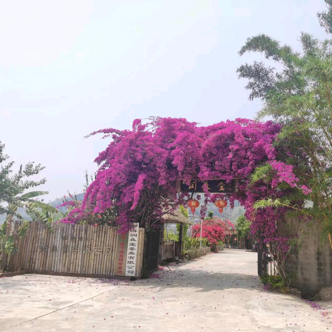 润森堂古茶庄园