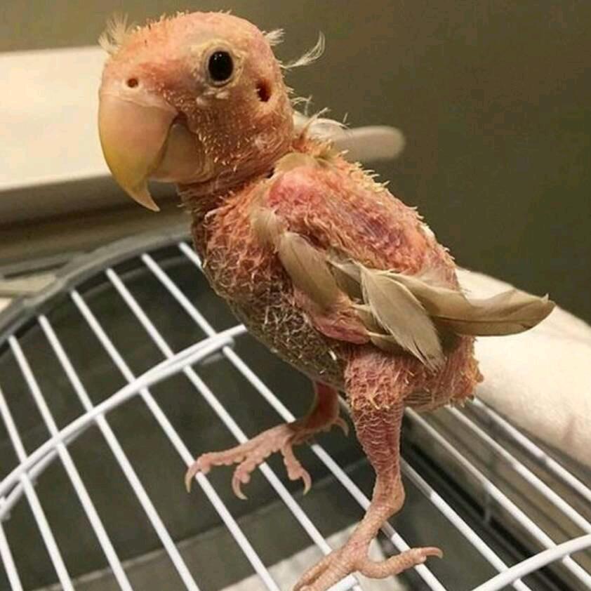 老鹰🦅