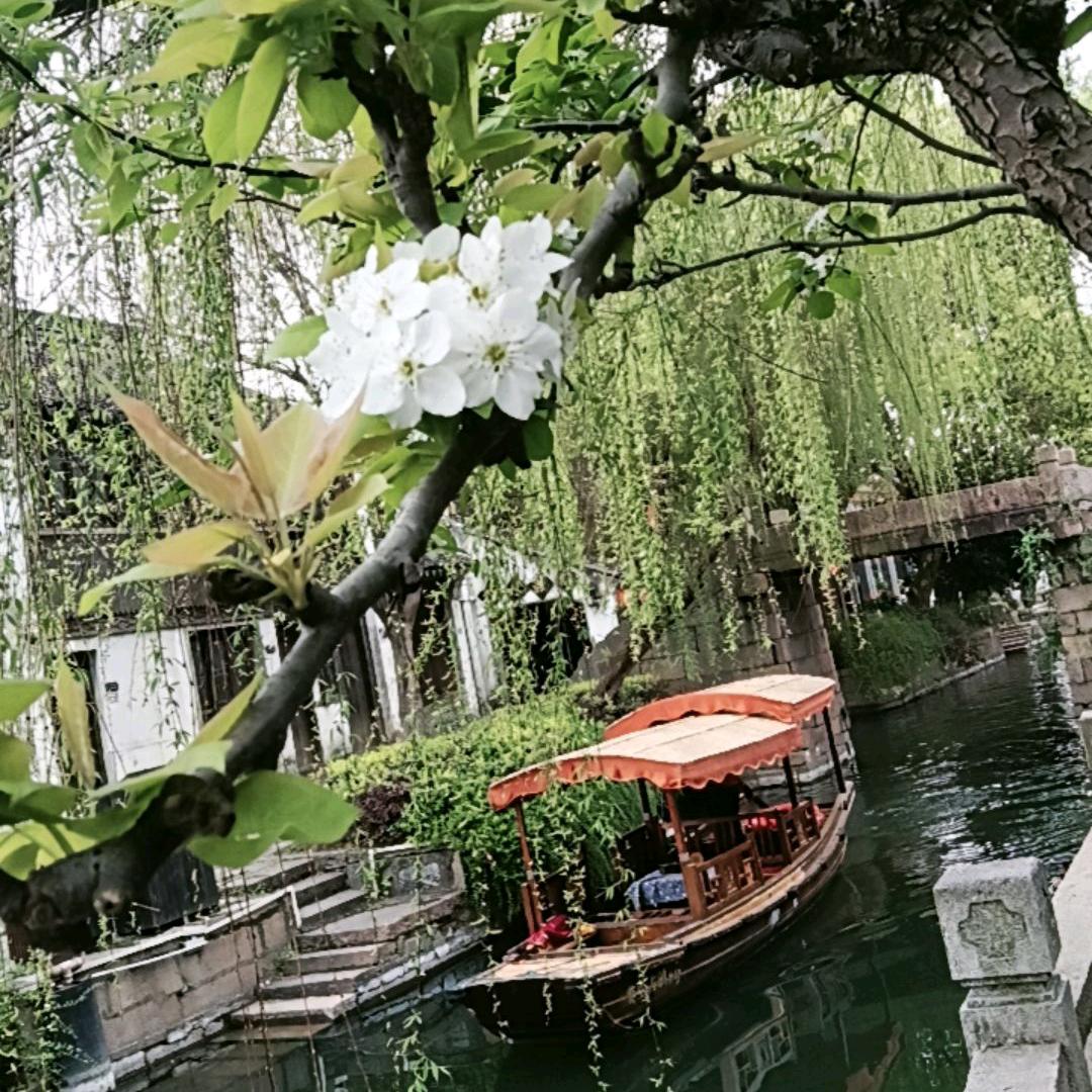 白玫瑰