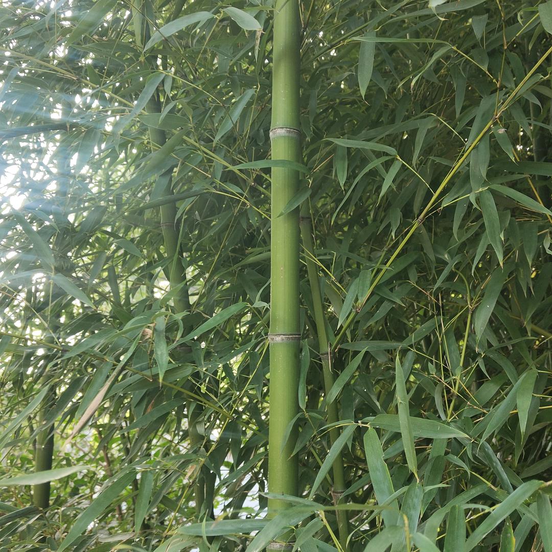 摩根道法