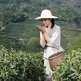 杭州茗茶-明前龙井