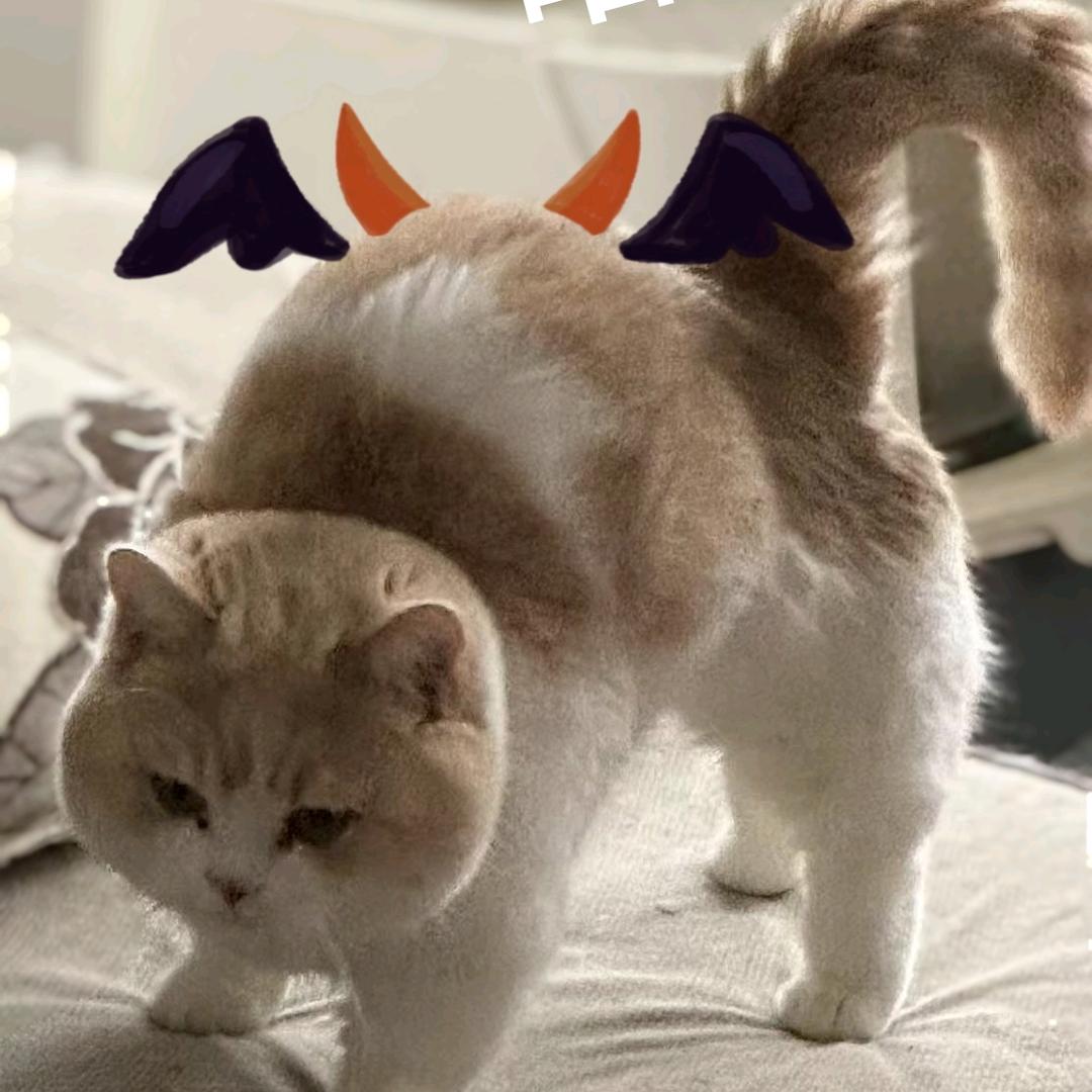 车车念着那条街