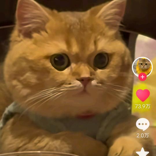 ⍤⃝🍓大熊的烦恼🐻