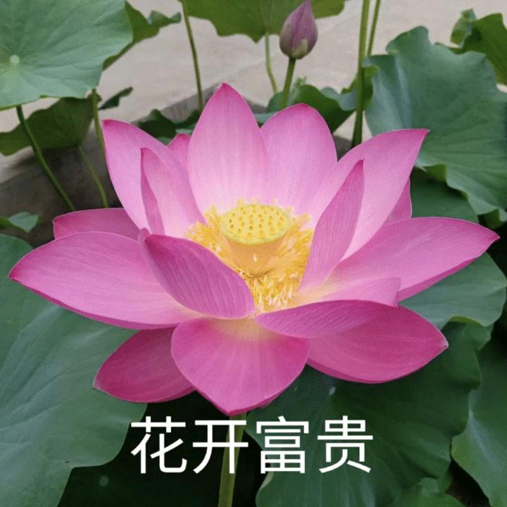 勇梅kjere1直播号