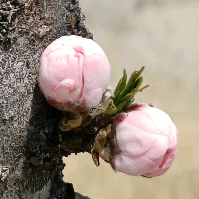 苹果果