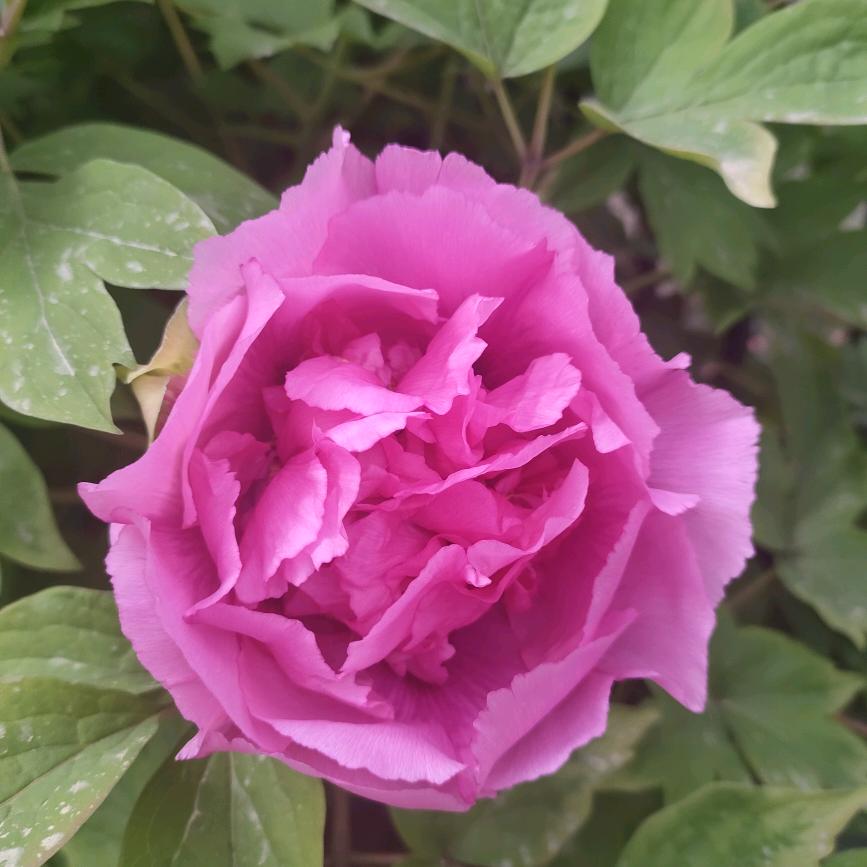 🌷淡然一笑🌹