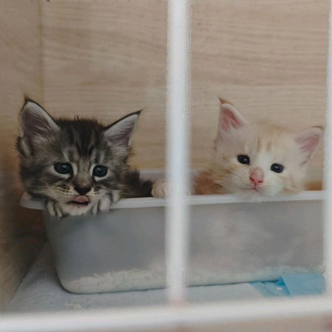 肖某人的缅因猫