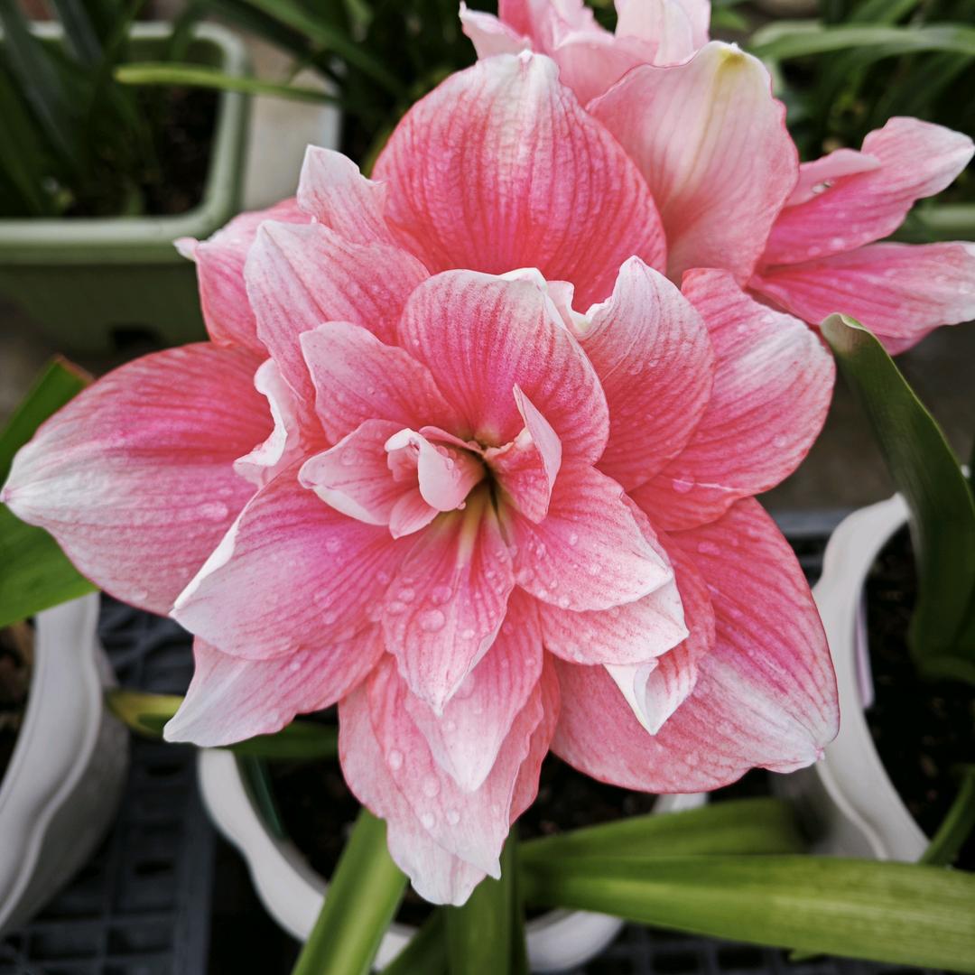 🍀🍀美丽在望