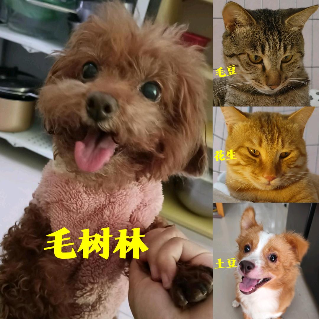 毛树林和弟弟们