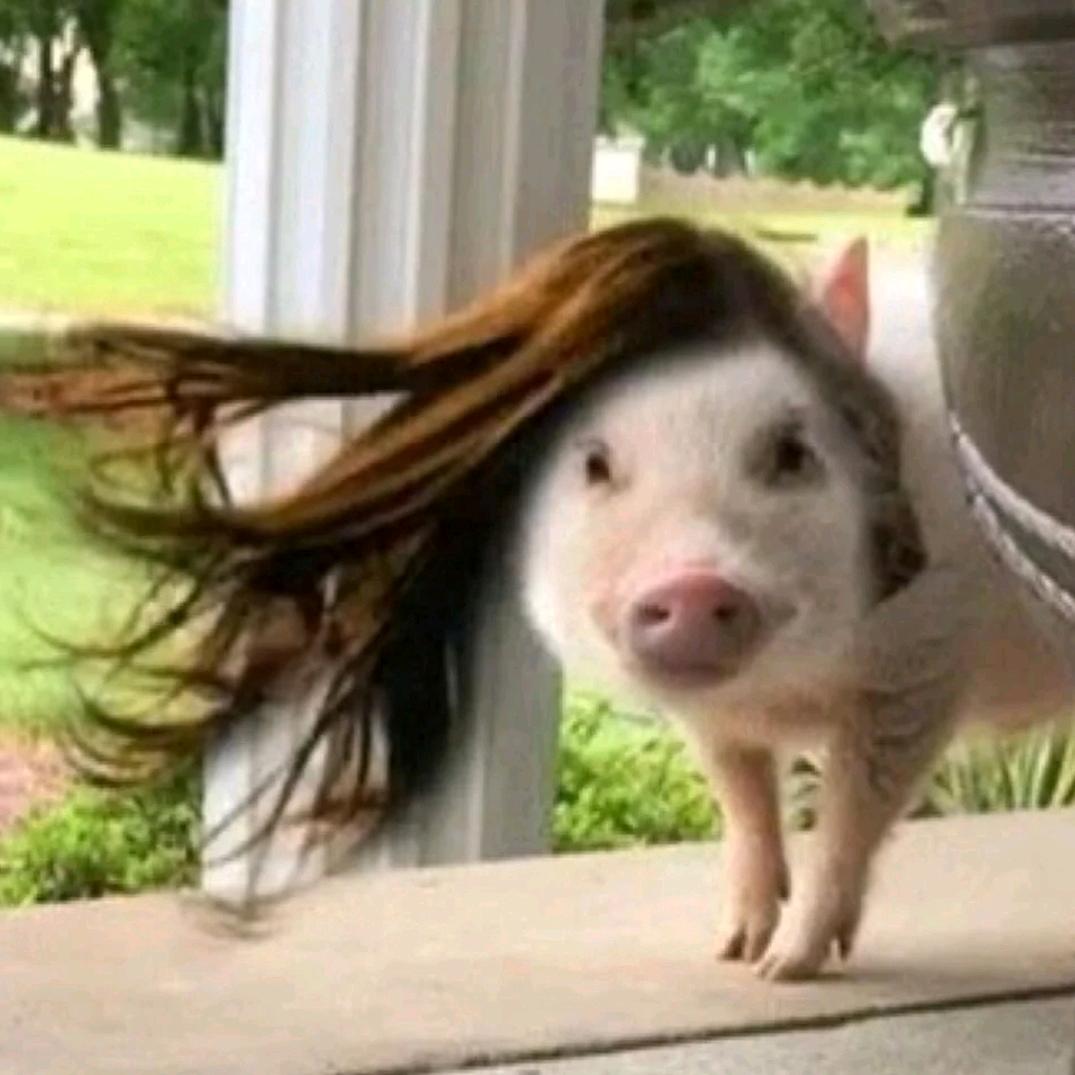 piggy🐖