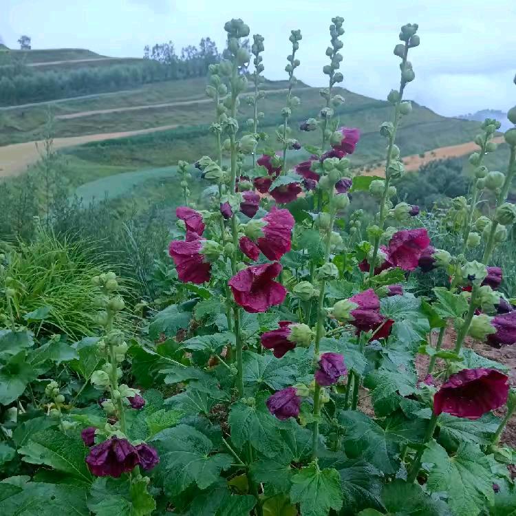 河州纯碱锅盔8039