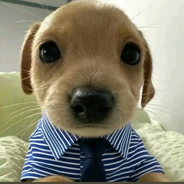 西伯利亚土豆地雷轰炸英吉利海峡烤肉店