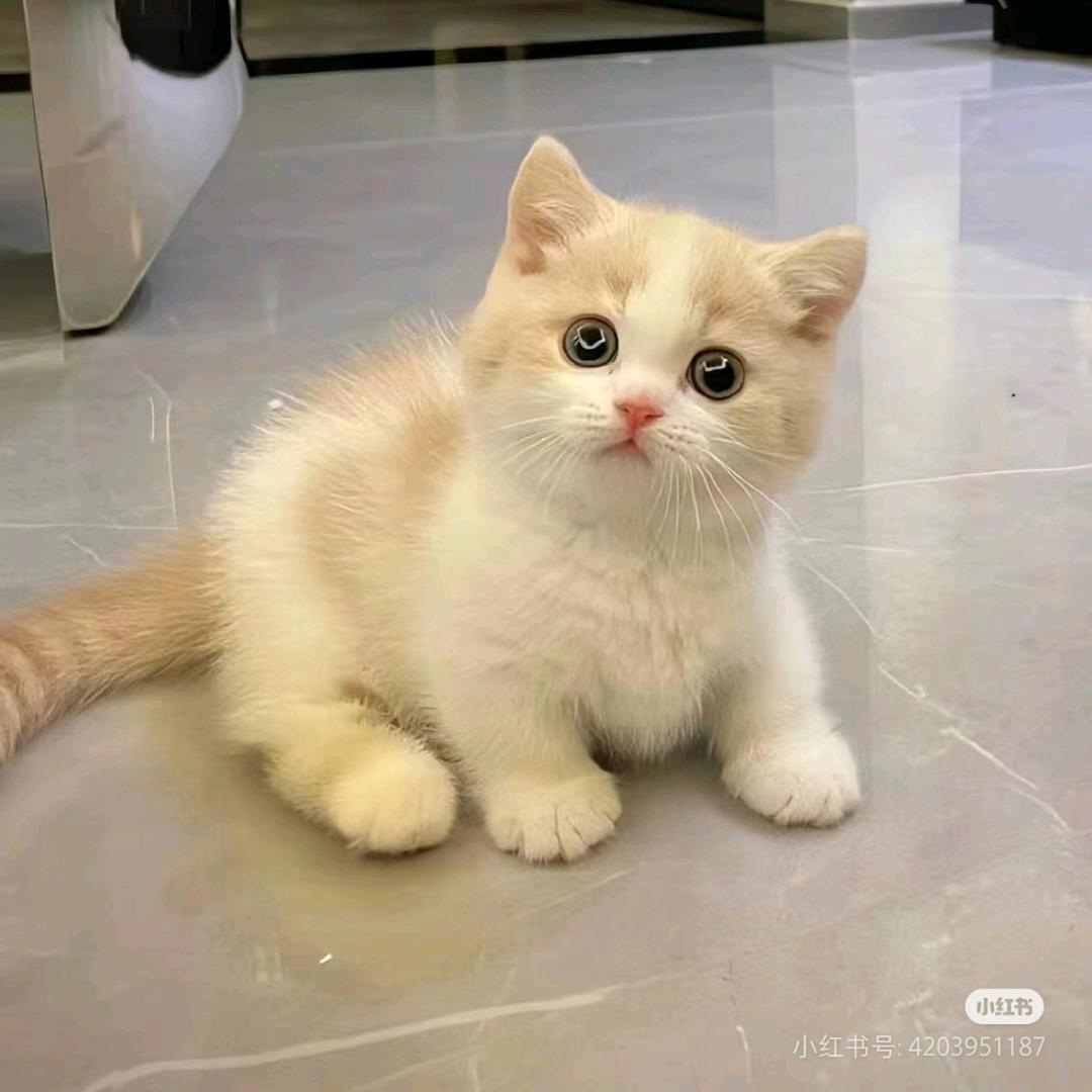 仙喵咪西