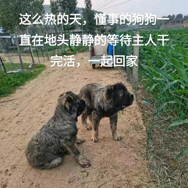 大型猛犬护卫犬养殖基地