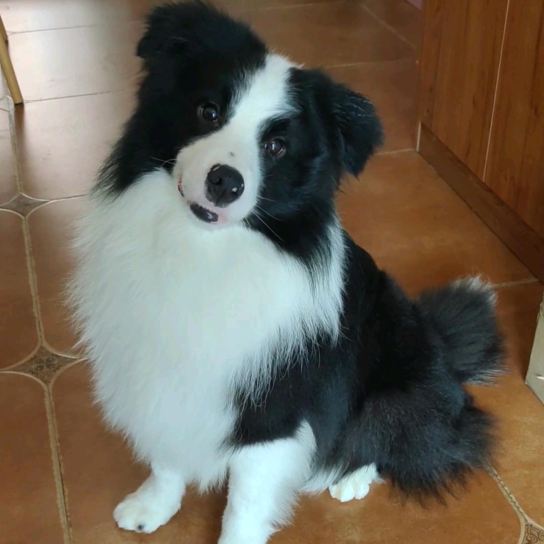 锦绣江山犬舍