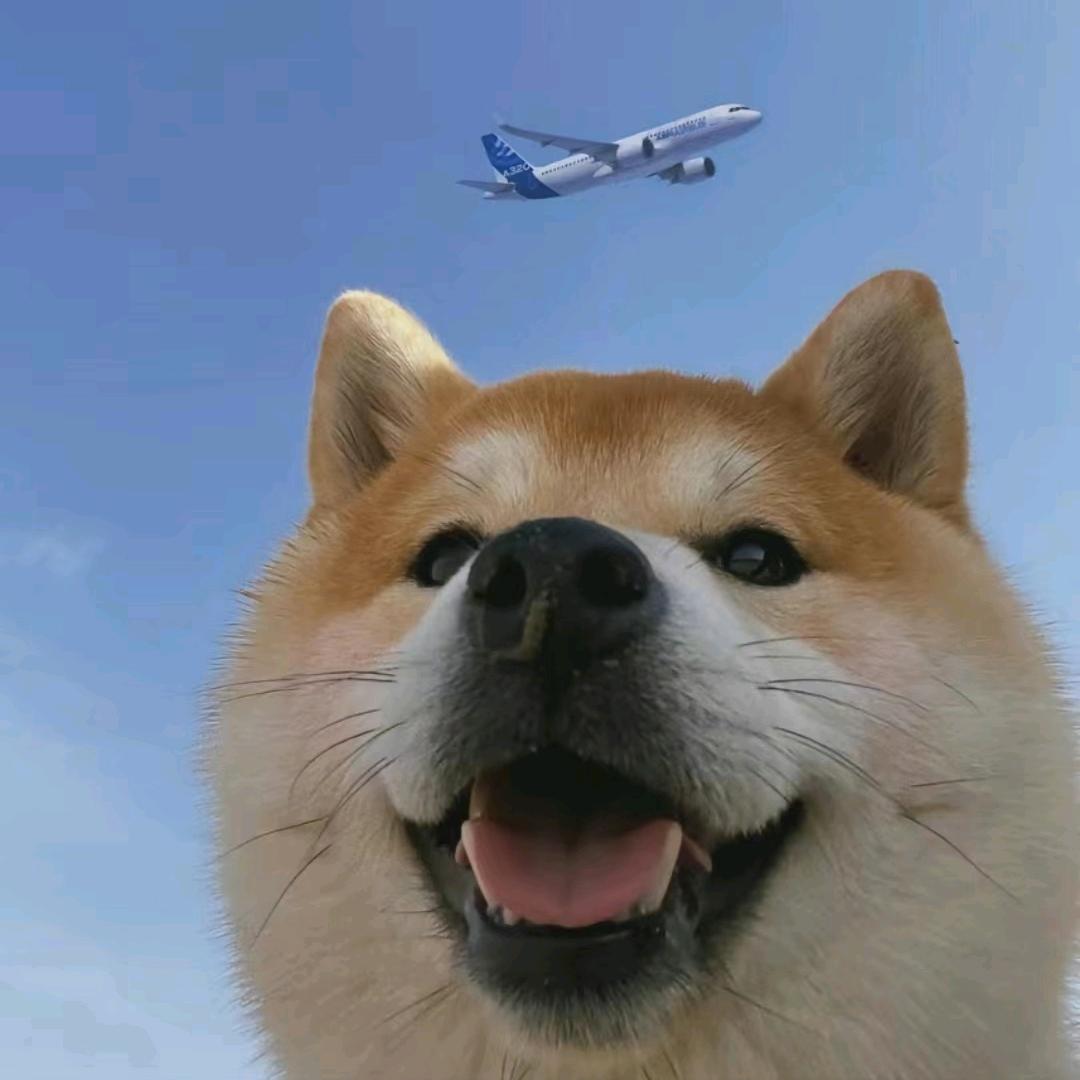 倪