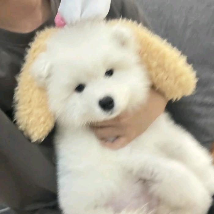 崔少