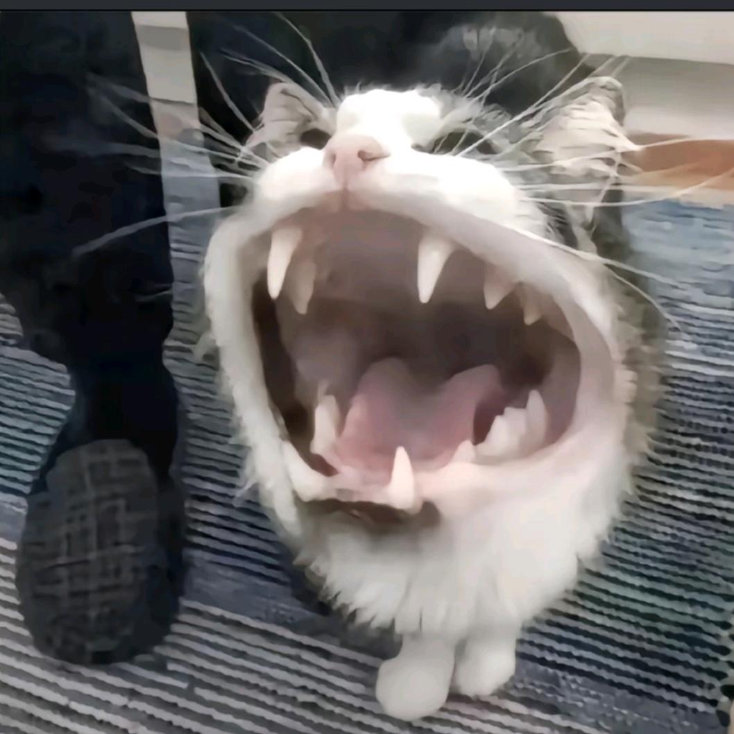 吗喽