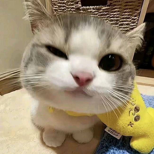 胖猫