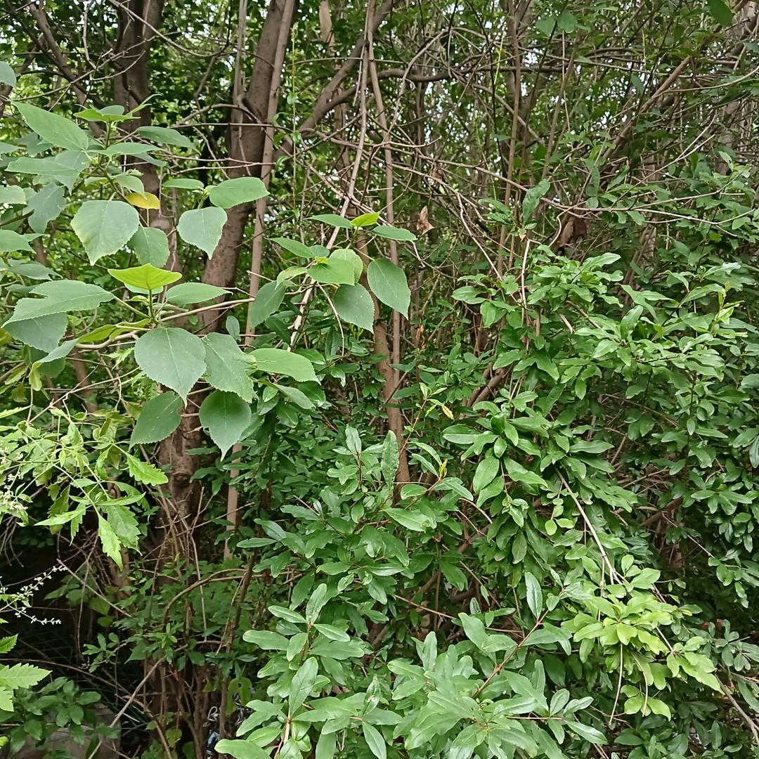 心如止水