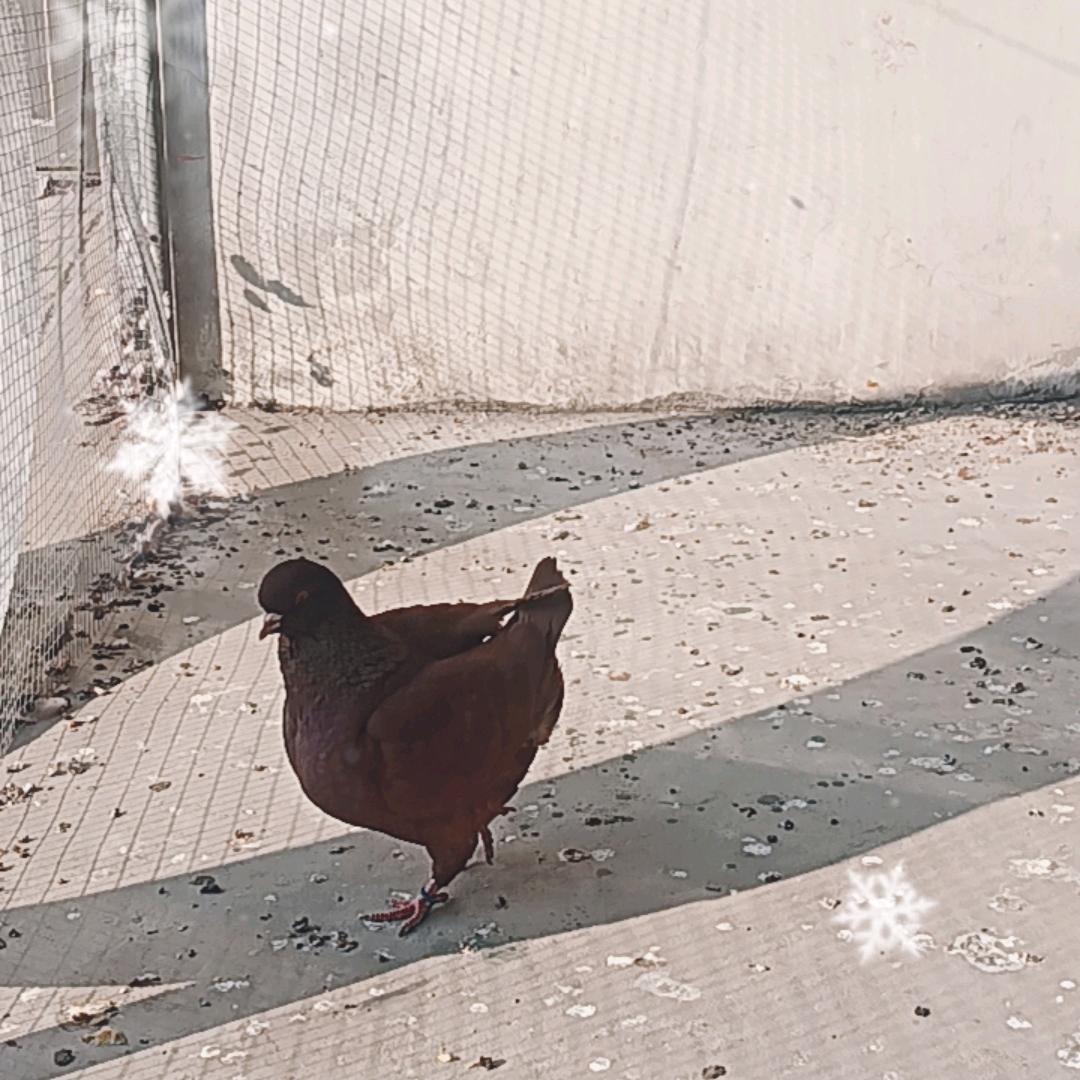 社会姐