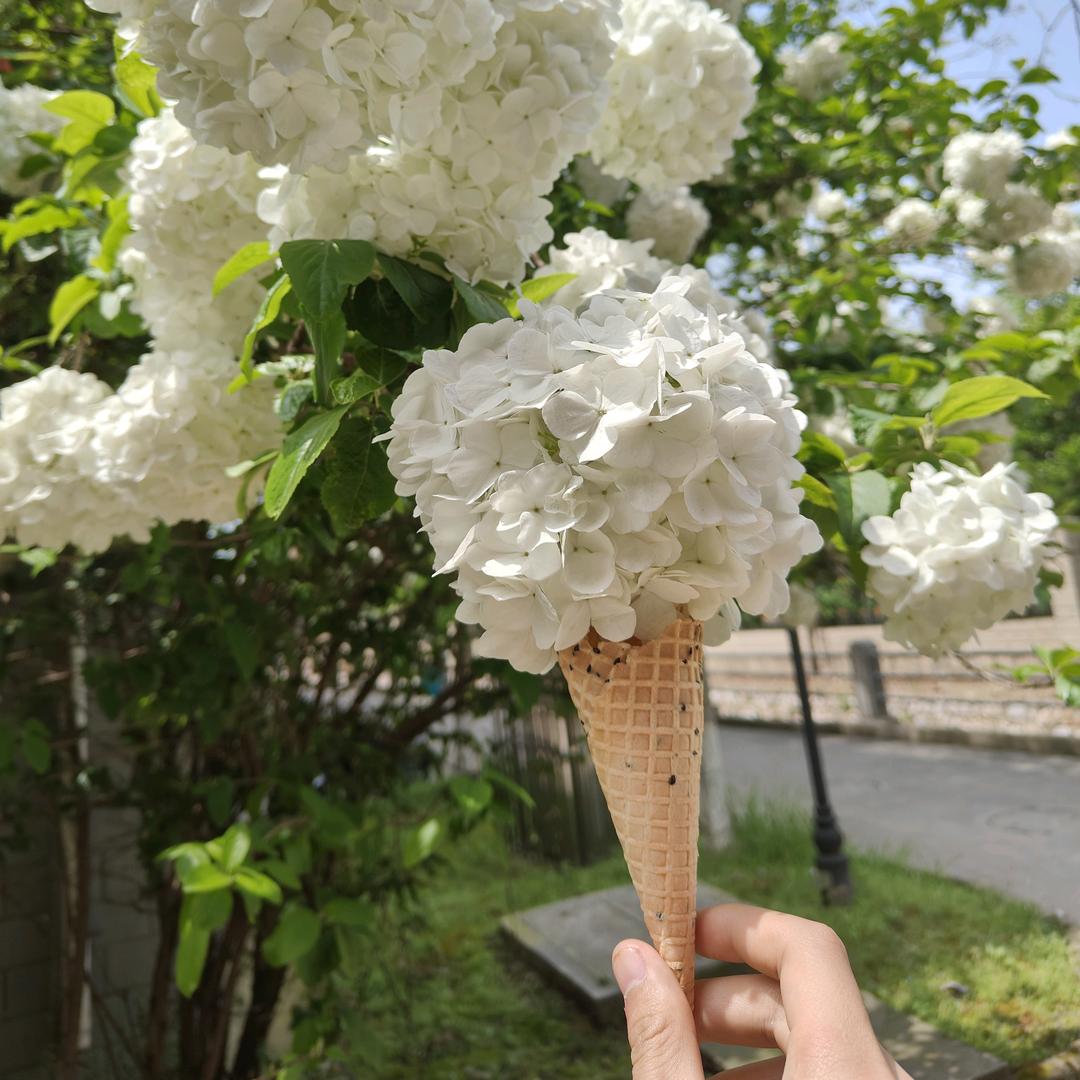 脖子超长的羊驼