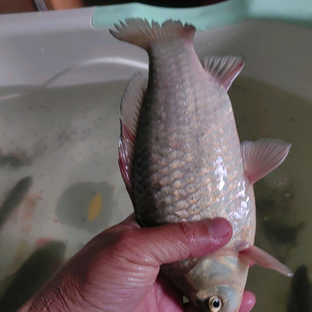 潮白河杠哥船钓