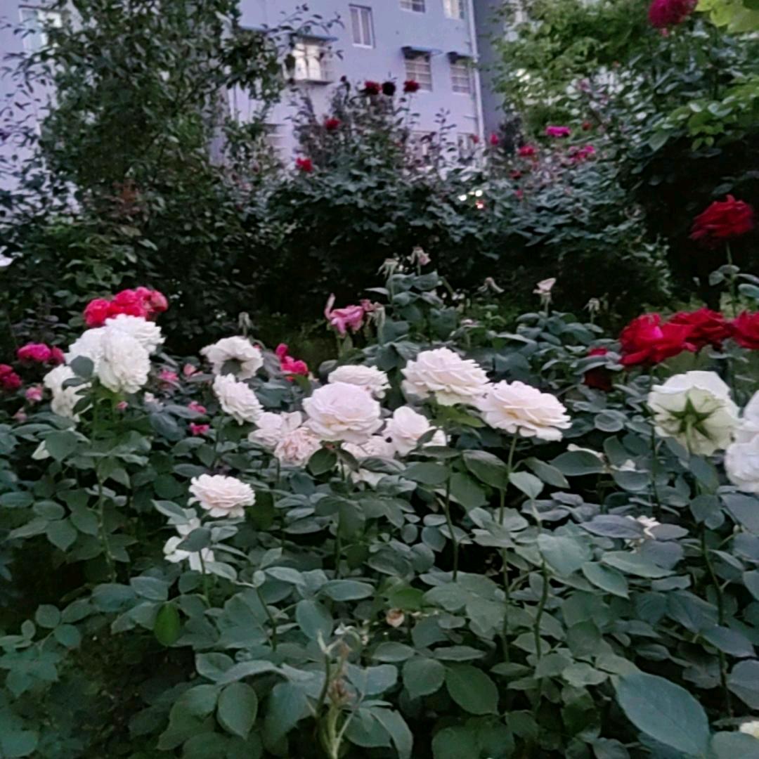 爱美的女人拒绝连赞