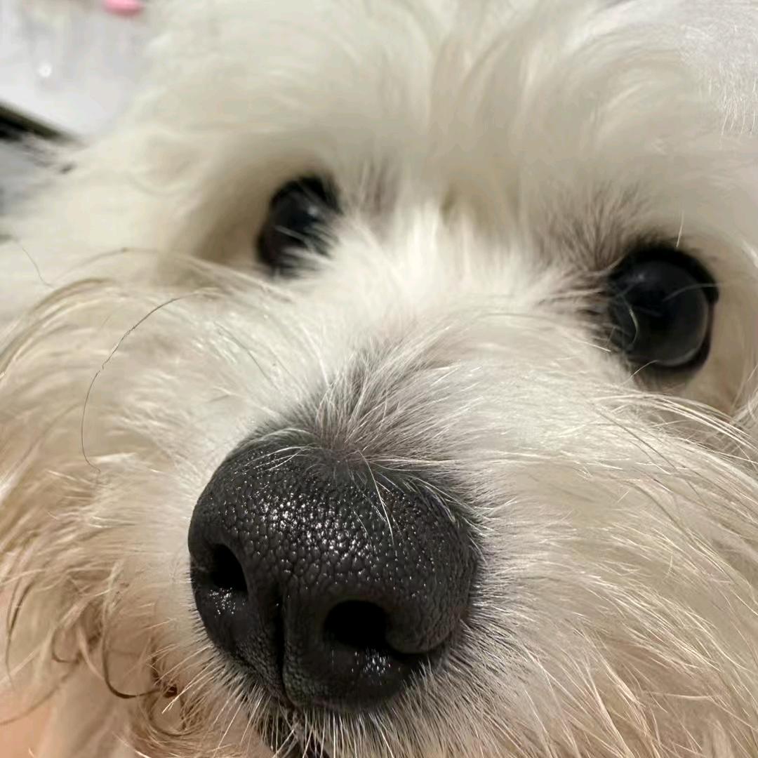 富婆是只小比熊