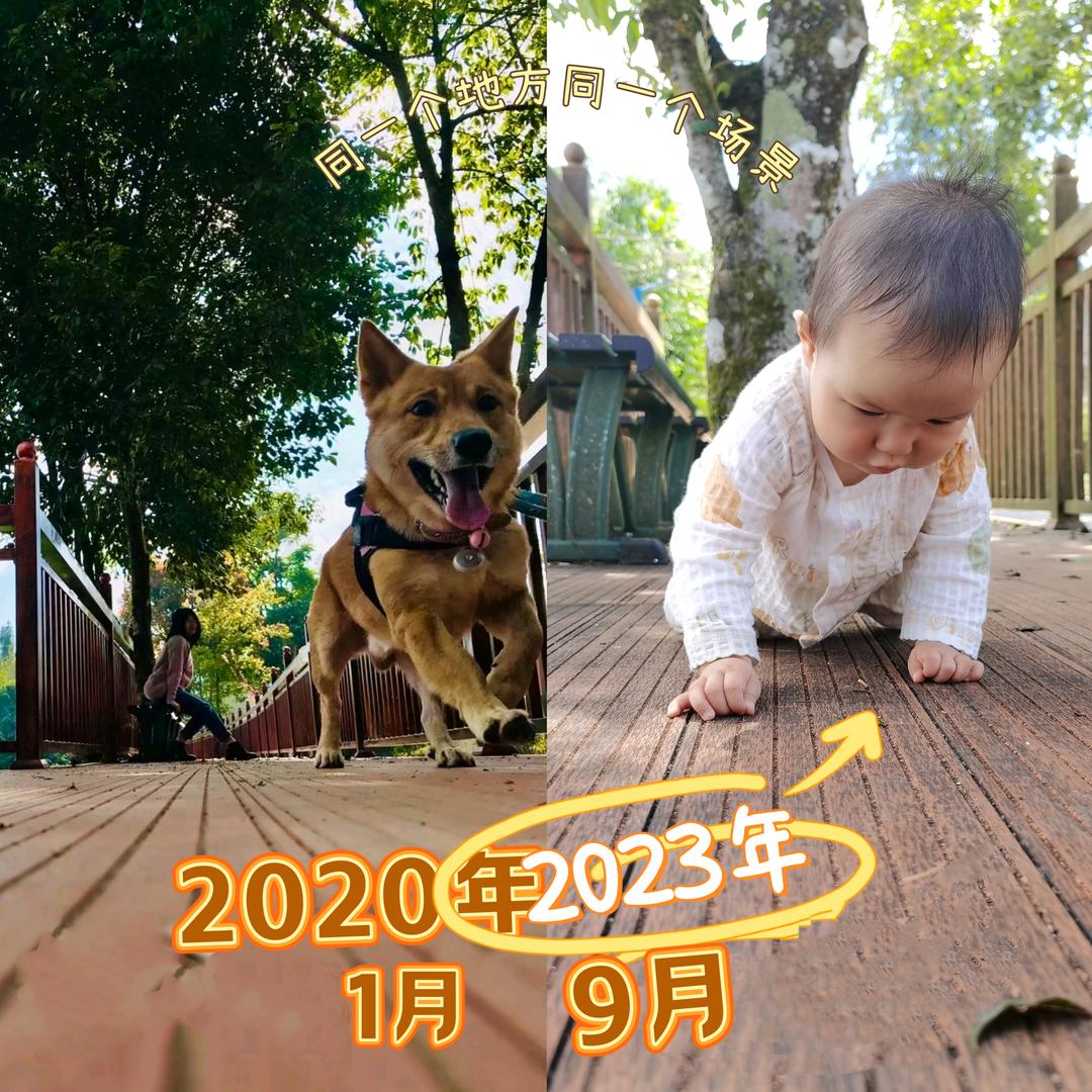 圆宝是一只田园犬