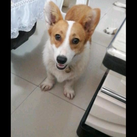 小王犬舍大量，拉布，萨摩耶，柯基，金毛比