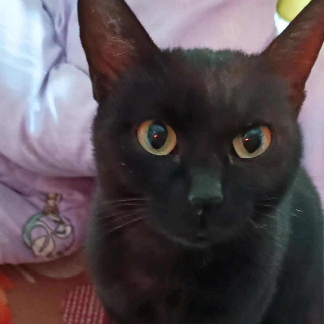 魂逸