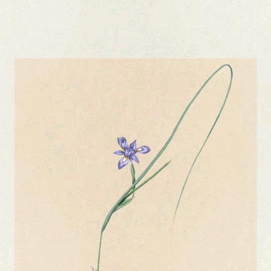 💞鲸花💘☆岛主*