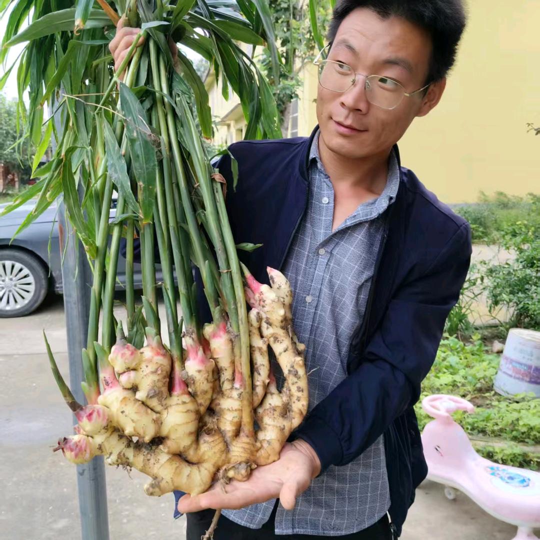 蒙城县坛城王斌生姜种植农场（个体工商户）