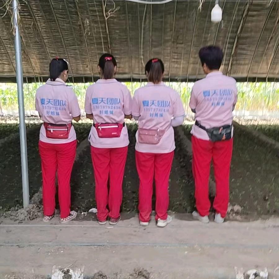 火火的夏天大青稞蒜种