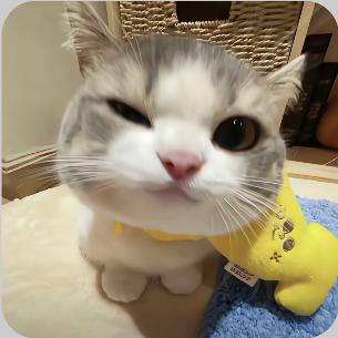 猫🐱