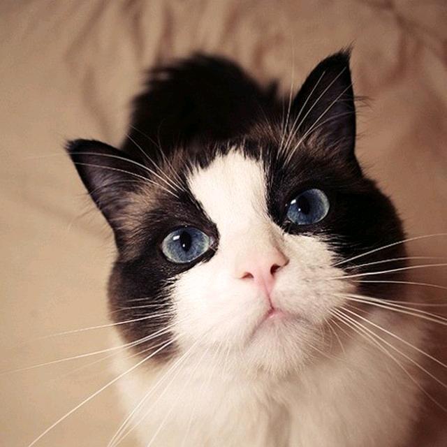 千年的の回眸