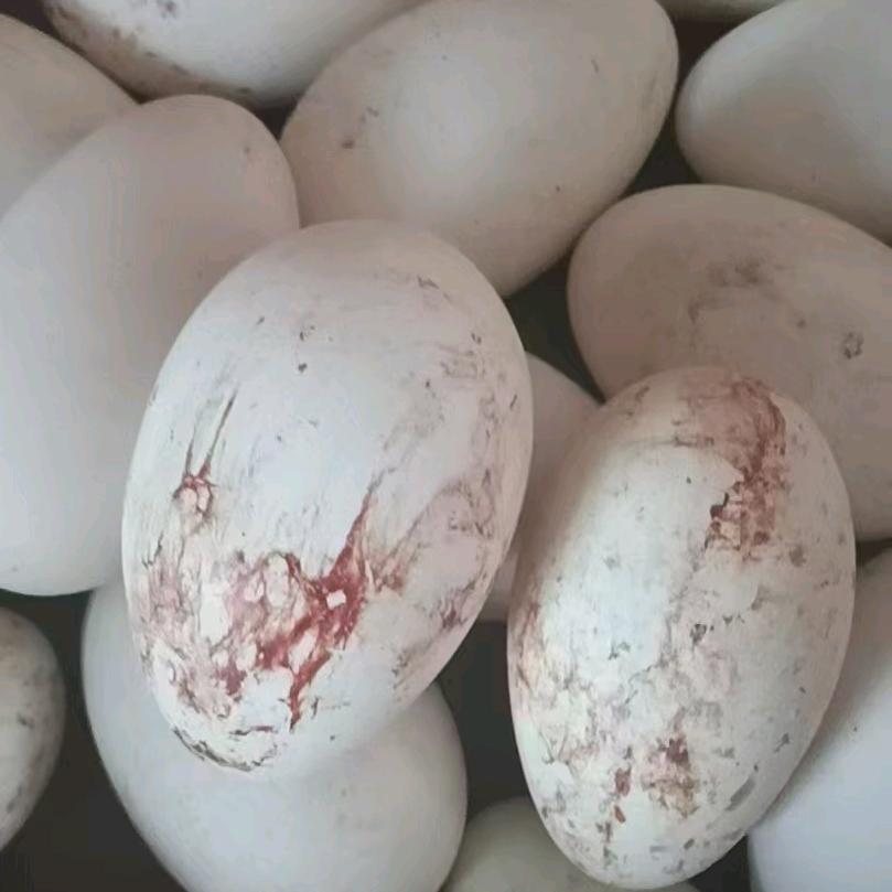 农村散养笨鹅蛋