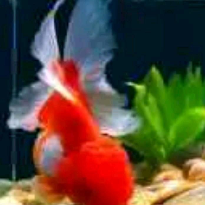 安国中药：防风牛膝--加工户