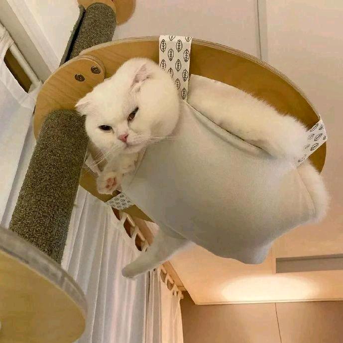 小肥肥猫