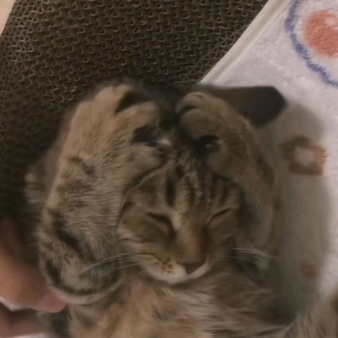 🌈内向的阿猫