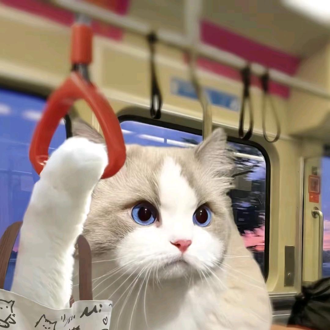 下次橙子保护我